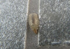 Epistrophella emarginata