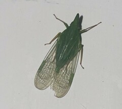 Rhynchomitra
