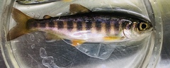 Oncorhynchus kisutch