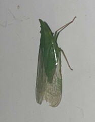 Rhynchomitra