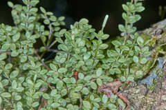 Peperomia tetraphylla