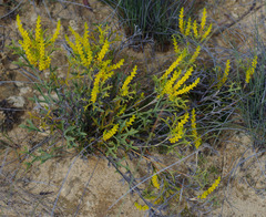 Synaphea spinulosa major