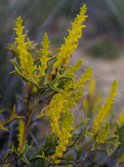 Synaphea spinulosa major