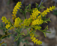 Synaphea spinulosa major