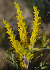 Synaphea spinulosa major