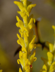 Synaphea spinulosa major