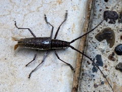 Neoptychodes trilineatus