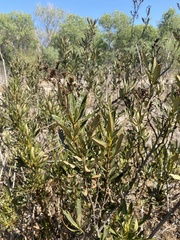 Eriodictyon trichocalyx