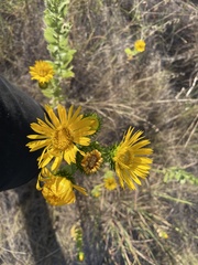 Grindelia ciliata