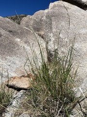 Digitaria californica