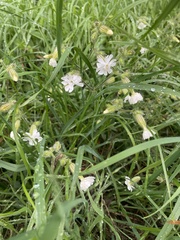 Silene noctiflora