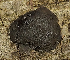 Jackrogersella multiformis