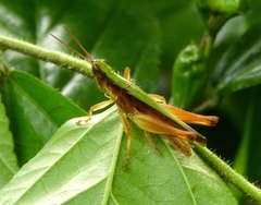 Dichromorpha prominula