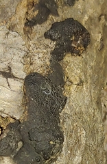 Jackrogersella multiformis