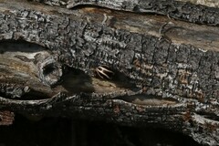 Calligrapha bidenticola