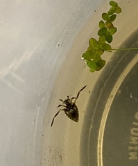 Nepomorpha