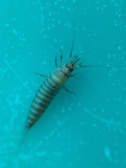 Archaeognatha