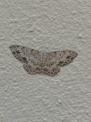 Scopula plantagenaria