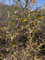 Ceanothus leucodermis