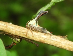 Umbonia crassicornis
