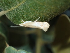 Ypsolopha