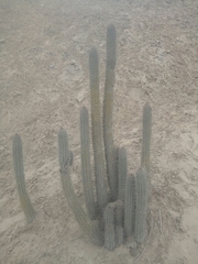 Haageocereus acranthus