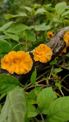 Cotylidia aurantiaca