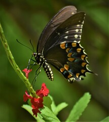 Papilio polyxenes