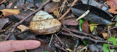 Bertia cambojiensis