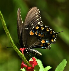 Papilio polyxenes