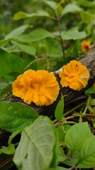 Cotylidia aurantiaca