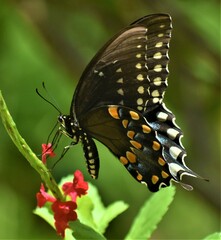 Papilio polyxenes