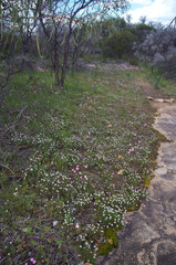 Borya sphaerocephala