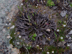 Borya sphaerocephala