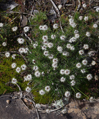 Borya sphaerocephala