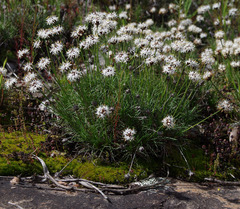 Borya sphaerocephala