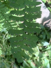 Adiantum aleuticum aleuticum