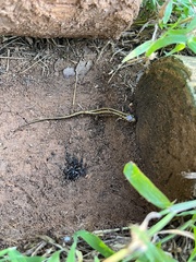 Eurycea guttolineata