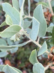 Arctostaphylos columbiana