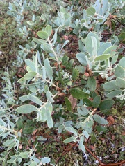 Arctostaphylos columbiana