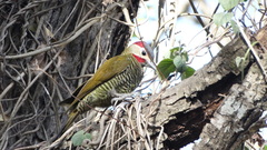 Colaptes rubiginosus