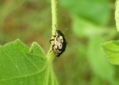 Calligrapha ancoralis