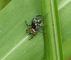 Nycerella delecta