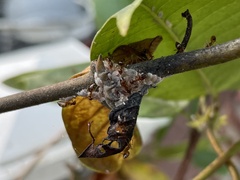 Brevicoryne brassicae