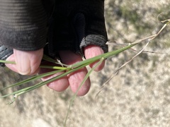 Digitaria californica