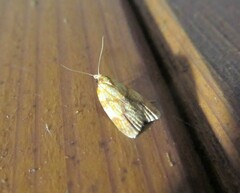 Sparganothis sulfureana