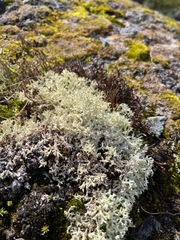Cladonia uncialis