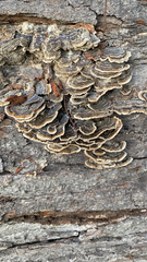 Trametes versicolor
