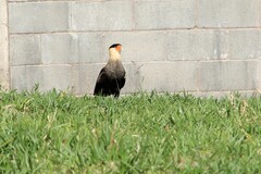 Caracara plancus