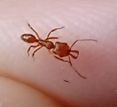 Anochetus